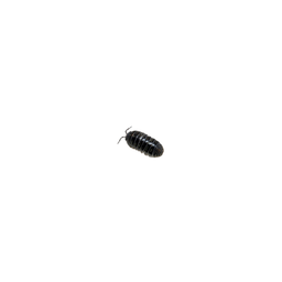 Coin image for DoRD7EpTDVbM3NH75RstHxCN9jdTs6RTyrwViLbvpump