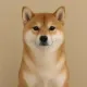 Coin image for Dp6DguZpa8Mzp5AFnPShxCrn3USr7dGRbjDPLurapump