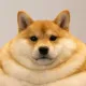 Coin image for DwQt25EwX4DgnqHcWjhhXU9RkY6zHoqpkNCsu5qdpump