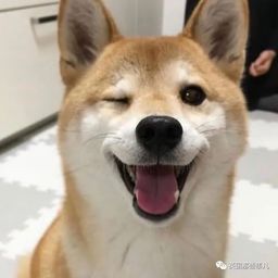 Coin image for DzAjfArdb9GS7WoX8ZFepsnvcDmZScKFwdXAs8PCpump