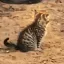 Coin image for EA2gz7L5cFk4WyoG7Yr2KnTnuL2Vyg7FFTBNHgs18nnb