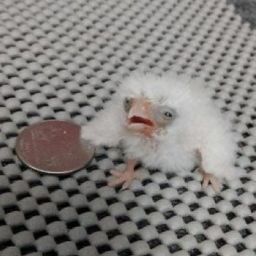 Coin image for EEK9Q2Jdddta6PLd8bv6DDisC59pEe7vVy1nRJSvpump