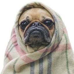 Coin image for ELPieBkq4zdtPQw6beDHXdpABDFTZSFXnnom54G1pump