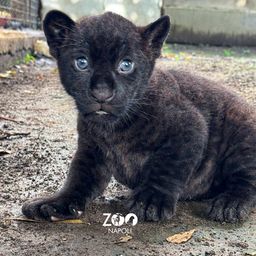 Coin image for Ea595rwWKm37xJhdwTG5F6yTPJ4uH1eC97nfFJASpump