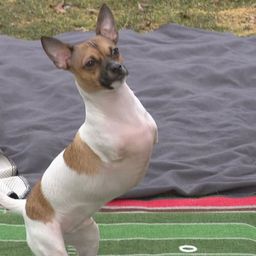 Coin image for EcQcFNFeML2C7SvPmPD4SKv55RKy4ogovGdGJUYgpump