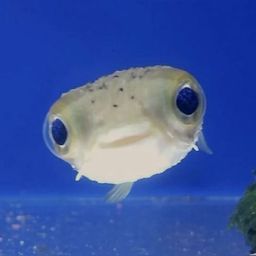 Coin image for EfTUzvEW1LtxT84vsE1PjKcUHPB71A1qMSTfS7o2pump