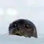 Coin image for EgJtL7FFShi7h3wTide8a6v8sMmHgopFuKhLq8hQpump