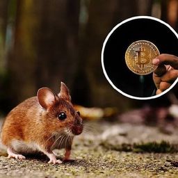 Coin image for EpiSn5SJKSQSY11VQ8CEBAeE3FTR4LZfFsjGQjzWpump