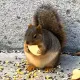 Coin image for EroHUHhXzJd6tkFmvcHZdvuuCyaFSNLzcyBcZgZcpump