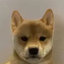 Coin image for EvTBv8AGfkAiTUGHXsjgaVihDwubXCR2HeCvMxZFpump