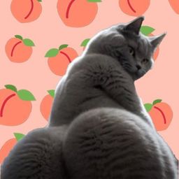 Coin image for EvcSnCqBXVbE6KeSBKZsuFDRuDffvZ9JaspfwsQXpump