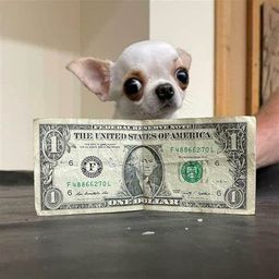 Coin image for ExmqiCZXNmLZcVhSSEoy6kLUQAFp5siVdW3xjQU7dyui