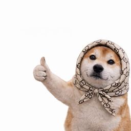 Coin image for Ez6dpitPfKug6pTQFazn8fooe2XAJBAumTDNAmdZpump