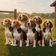 Coin image for F9kE4sAvv2dx6faqb6qHoMYocPzWv9QRmuEASeHSpump