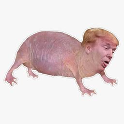 Coin image for FBGxRJvvCvLqhdTFh81D3rR6eaTc9maYPrMMBVcvpump