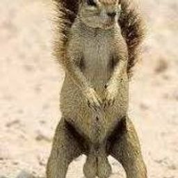 Coin image for FKWjfHRY1zABL6mcLDhQz2UAAbeaRkAhXopcCtxPpump