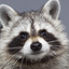 Coin image for FKhqhjx4hXXBexvixGkqrtJZzSCfJ6rxxvpxDBrjpump