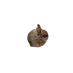 Coin image for FTERujCFxJ3Znemv6VfaECtwJR4wVDTaxFoEozWupump