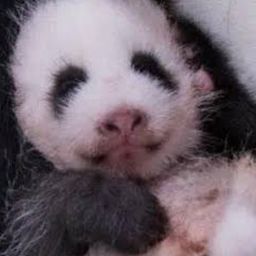 Coin image for FWE2chARa5NBkAabVaVs78bD8DpLdWpM7FDNS8K7pump
