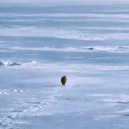 Coin image for Fc2sPqqeiFAygyipWhdJ7T33xperFG2jTsM2FShWpump