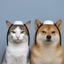 Coin image for Fe2wqz5U3GGL8uAr51eghFRkQiQyhFFpyJN7fnjZGTLS