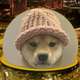 Coin image for FfLS8ZBx7JRnDHiQ1kvrxrRDJap6oNMvg3M5NxUeSHVH