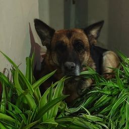 Coin image for FgStkdLPoy7DAx6Ren5AnR5hdXVdvLHJJ4mjLFSTpump