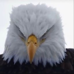 EAGLE