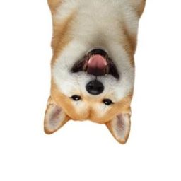 Coin image for FjECPLPSSzFDCEV2v2ULwpUgy4UoBeVXcYAaSjyWpump