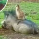 Coin image for FrmcfmPeTs6QmyNm2rjfatPNaiKuYWz3Dt4aDBZopump