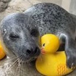 Coin image for Fvkw5nd2xecsvyhoC4Et55LcwcveYdayFiZoxvbRpump