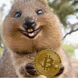 Coin image for G5siENTDqi2XPPSPmgEXnjBAQYCCfPDc7quWDMejpump