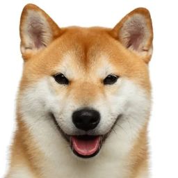 Coin image for GACuDtvf7EboY8SMiNyGorpWPc6tvXhKT4FGbQ6PpjF