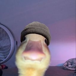 Coin image for GDKGrvzHTUTbeHNifmaxyhHRhyW9fTosogbbY1Dwpump