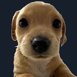 Coin image for GGUpLCLxa4Cekkrg2NdDDZWUppC5mDkPywsjF6udpump