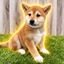 Coin image for GMfoXnrZVThVZYGBTJSyn8mMSfjtZ9EWSePiY9U9b1sS