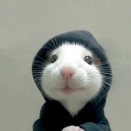 Coin image for GNYLexaKyy7GHX8wiKVCmohNcuh6fvtrFkPsbVypump