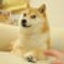 Coin image for GPF3b1vrWJfpaNNAXqTDLLnSRHTMG6auWonK3LAWpump