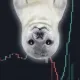 Coin image for GWQYb4Jn3UnxpMgs4HxBLppP5jbfXDHbDcqzA7R3pump