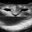 Coin image for GXBghQbjeWiwvV8kGqmKbGGXdic344fF3DYvutzHpump