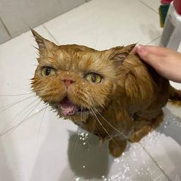 Coin image for GoMJanY5PUaGGcPmKydUtUyVQP61G8tLqVgr5hkdpump