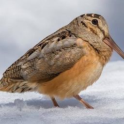 Coin image for GprSPMm3dCZ9SM5SsqUfiJb7GaQzGy3mjmEndcVCpump