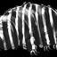 Coin image for GzuGjQHFvHgViKKZ3Q1GsSZ7XTMJMszn44gDUmHVqo9b