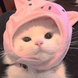 Coin image for GzxH3LNa3DusZuPQ3v5ccibtHSdBGjfoJB7GytH1pump