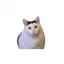 Coin image for H1WHrrjL3WfWUqTcTjCyppozwLeuigMFmdR4YZt8pump