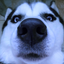Coin image for H4VSdiC2VCapfcZLpoTPmYuwSQjarnDihYNyRtLkpump