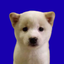 Coin image for H7B2K4TnaSRxskUdyC18nCwdZjK3p2fwPbANu4r5Npza