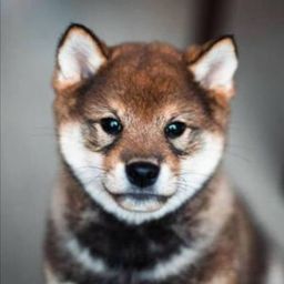 Coin image for H8TLccgXdPj2fpyUrtXi3Srq4nUtNdoy5fGFMdLkpump