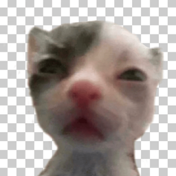 Coin image for HMTYj9LEsj2DVU7CKHkcSS3QguKP4tFaFooGFkzBpump