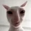 Coin image for HbWmxQwvfxAcQQFBTBMwTXobkjVTktJteSuyKdB2pump